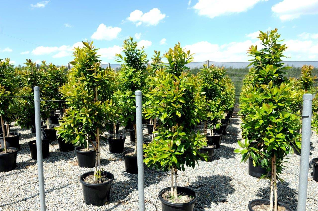 Tristaniopsis Luscious,Ornamental Trist