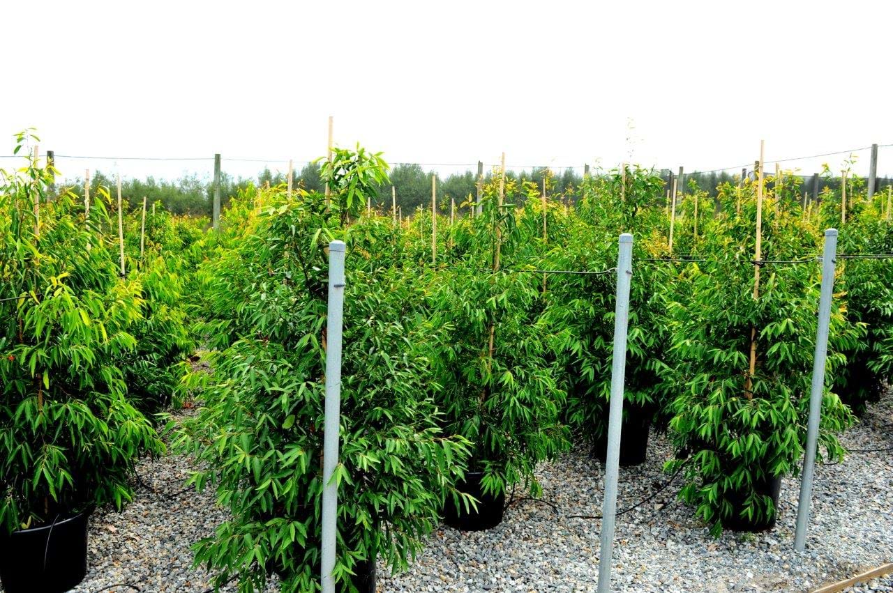 Waterhousea Floribunda,Lilly Pilly