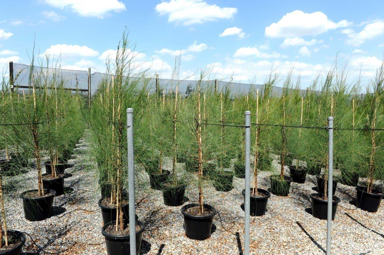 Allocasuarina Verticulata
Dropping Sheoak