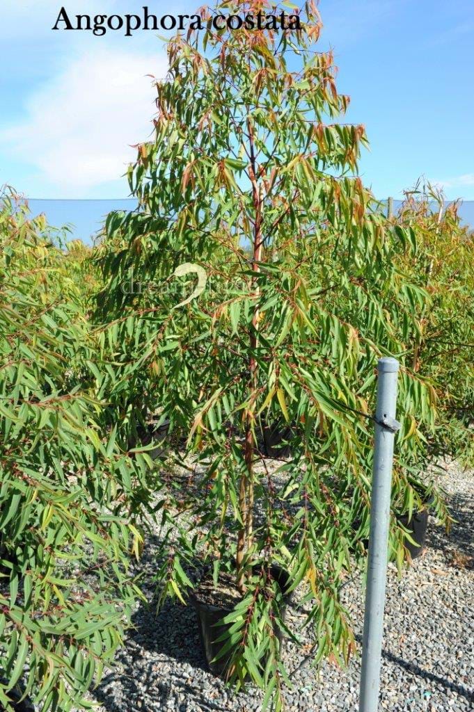 Angophera Costata
Apple Myrtle