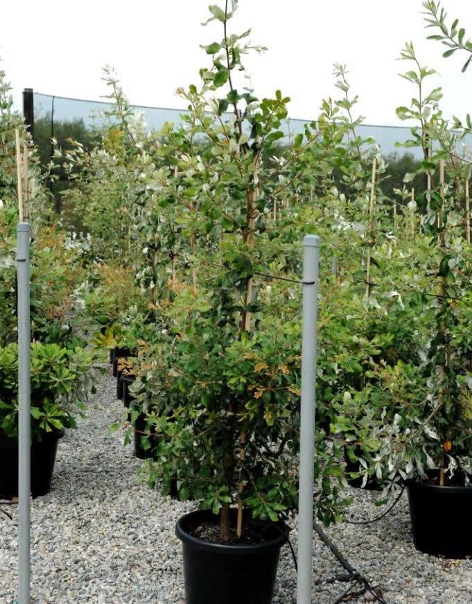 Banksia Integrfolia
Coastal Banksia