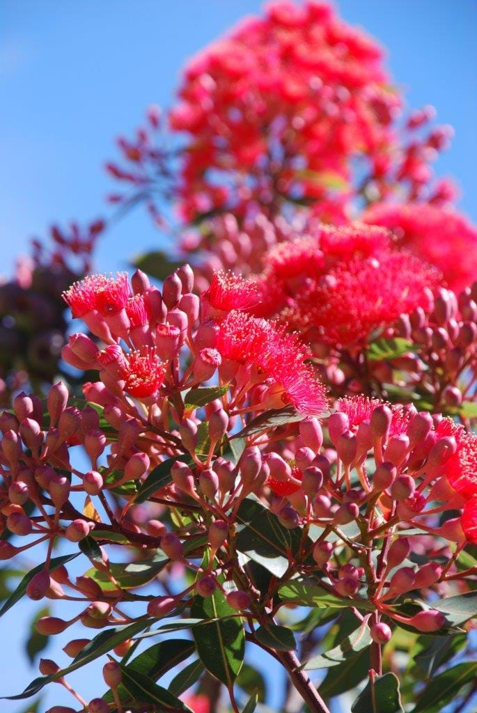 Grafted Calypso Queen