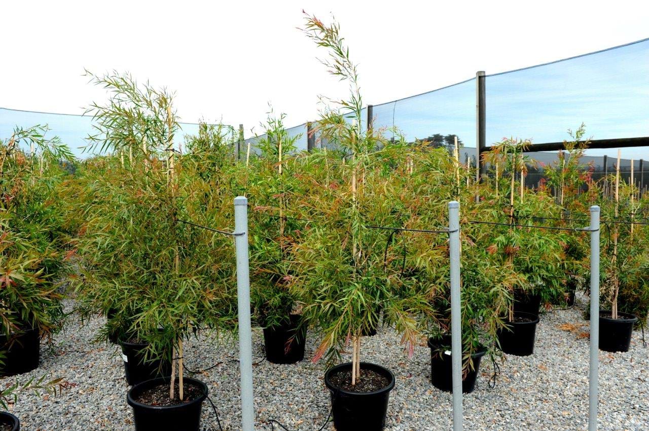 Callistemon Salignus,Willow Bottlebrush