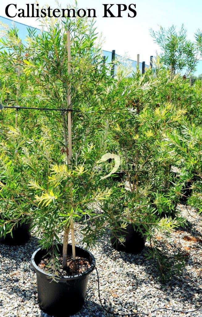 Callistemon KPS,Orange Flowering Bottlebrush