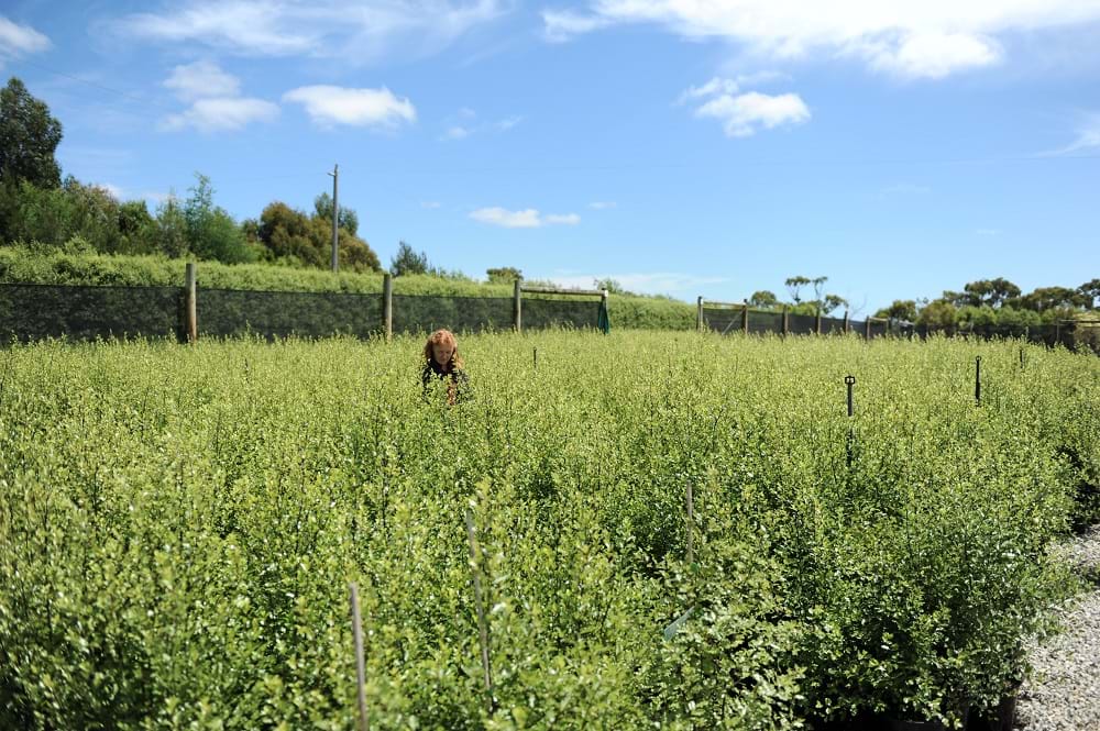 Pittosporum Silver Sheen,Silvery Leaves
