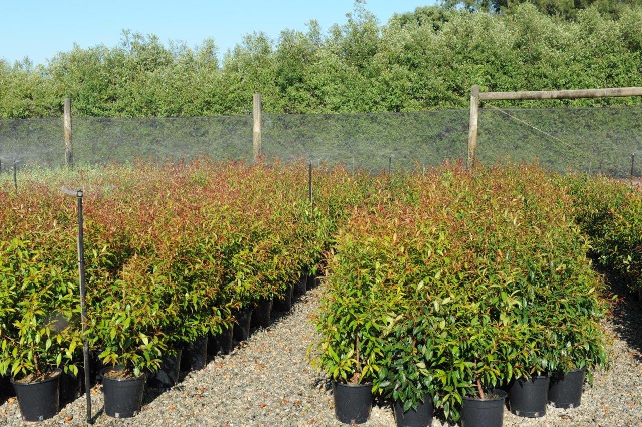 Australe syzygium,brush cherry